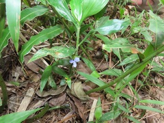 Coleotrype natalensis