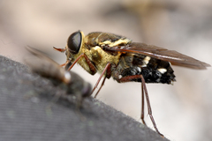 Triclista singularis