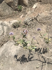 Heliotropium arborescens