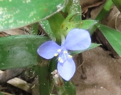 Coleotrype natalensis