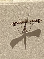 Amblyptilia pica