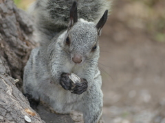 Sciurus stramineus