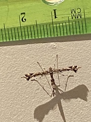 Amblyptilia pica
