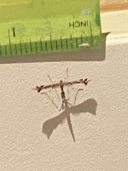 Amblyptilia pica
