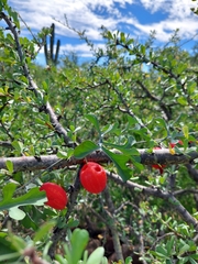Ibervillea sonorae