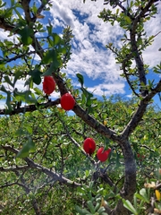 Ibervillea sonorae