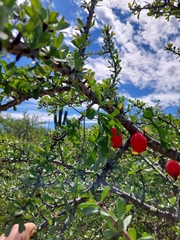 Ibervillea sonorae