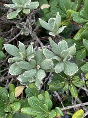 Pittosporum tobira