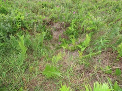 Cyclosorus interruptus