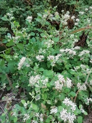 Salpianthus arenarius