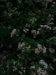 Salpianthus arenarius