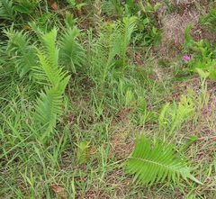 Cyclosorus interruptus