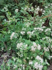 Salpianthus arenarius