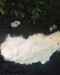 Serpula himantioides