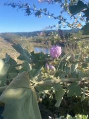 Malvales