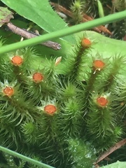 Breutelia pendula