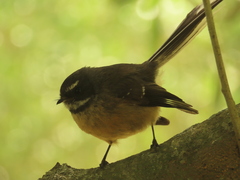 Rhipidura fuliginosa fuliginosa