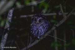 Psiloscops flammeolus