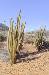 Bergerocactus emoryi