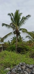 Cocos nucifera