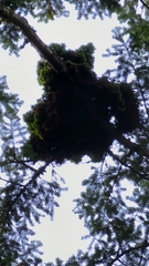 Arceuthobium douglasii