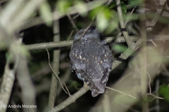 Psiloscops flammeolus