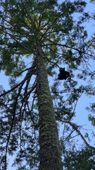 Arceuthobium douglasii