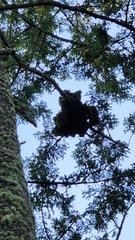 Arceuthobium douglasii