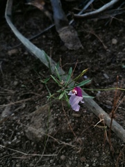 Ipomoea ternifolia ternifolia