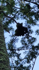 Arceuthobium douglasii