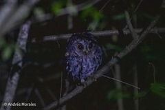Psiloscops flammeolus