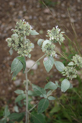 Pycnanthemum incanum