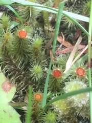 Breutelia pendula