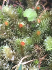 Breutelia pendula