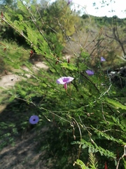 Ipomoea ternifolia ternifolia