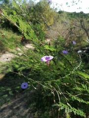 Ipomoea ternifolia ternifolia