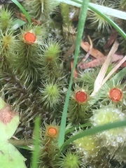 Breutelia pendula