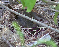 Arremonops rufivirgatus