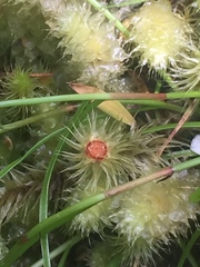 Breutelia pendula