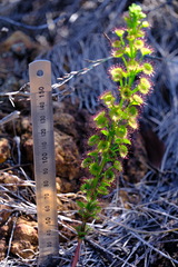 Drosera porrecta