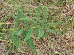 Chamaecrista comosa