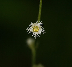 Mitella diphylla