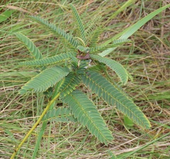 Chamaecrista comosa
