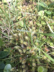 Breutelia pendula