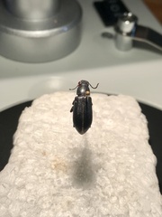 Xylopinus saperdoides
