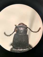 Xylopinus saperdoides