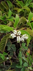 Tournefortia pubescens