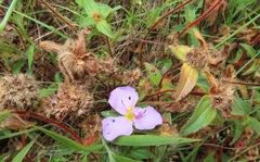 Argyrella phaeotricha