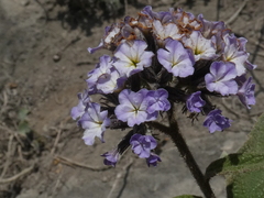 Heliotropium arborescens