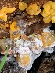 Hypomyces microspermus